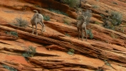 PICTURES/Leaving Zion on Mt. Carmel Hwy/t_Bighorn Sheep7.JPG
